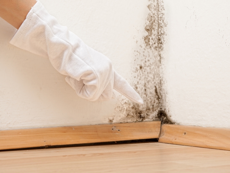 black mold removal