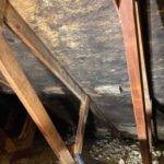 Mold Found In Attic During Mold Inspection