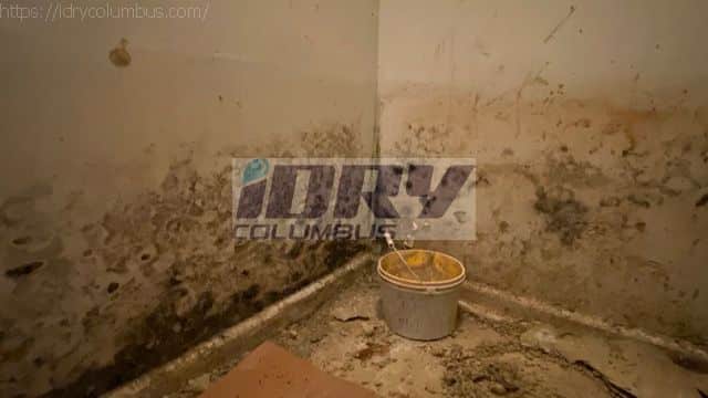 Mold growth under cabinets - iDry Columbus