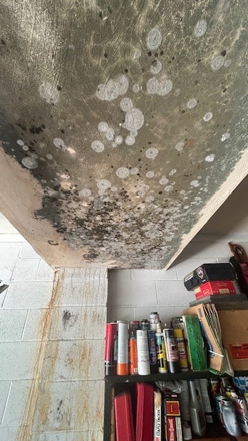 black and green mold on basement block walls