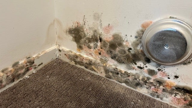 microbial growth on drywall