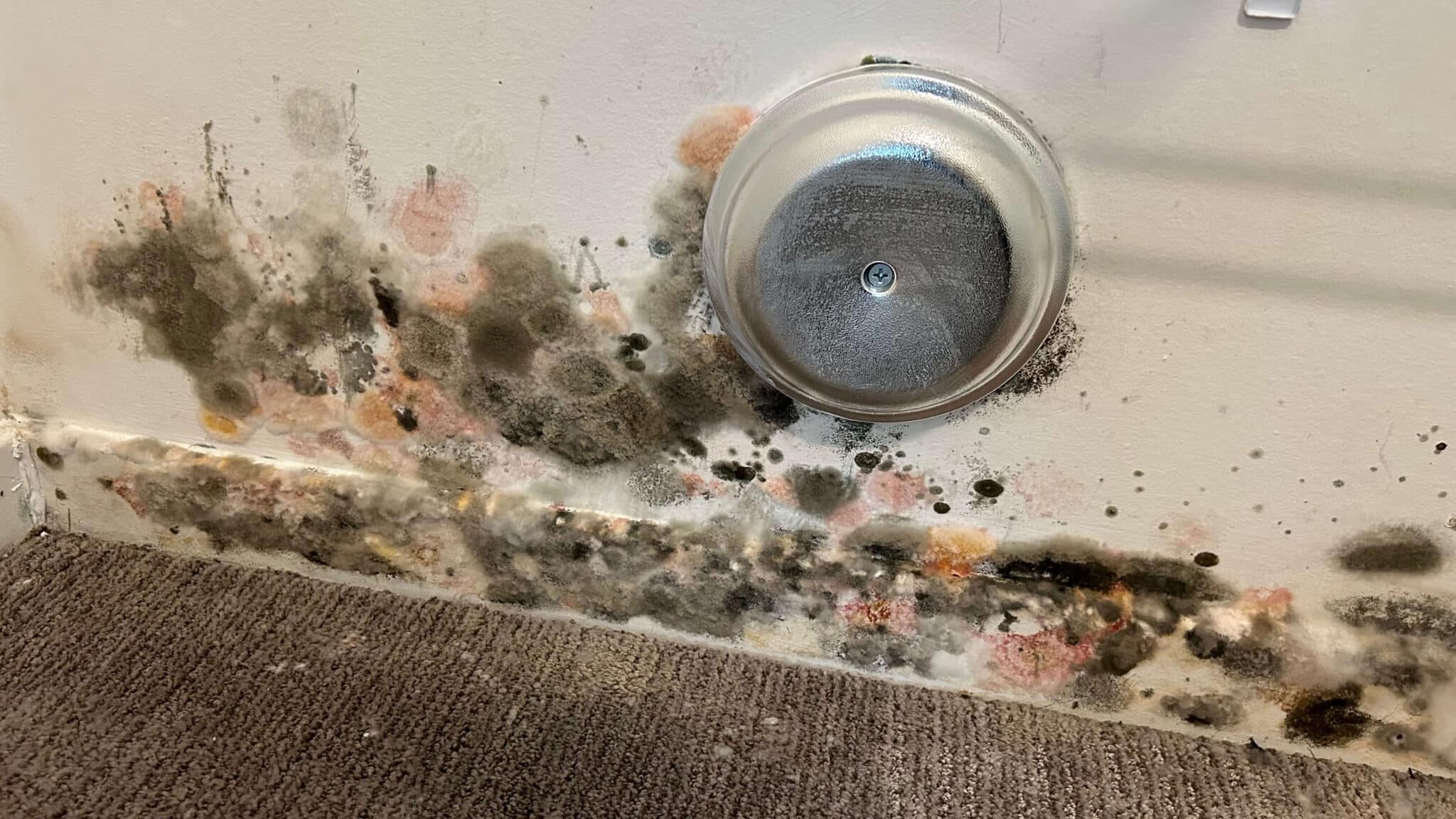 Multiple mold species visible on residential drywall in Columbus, Ohio