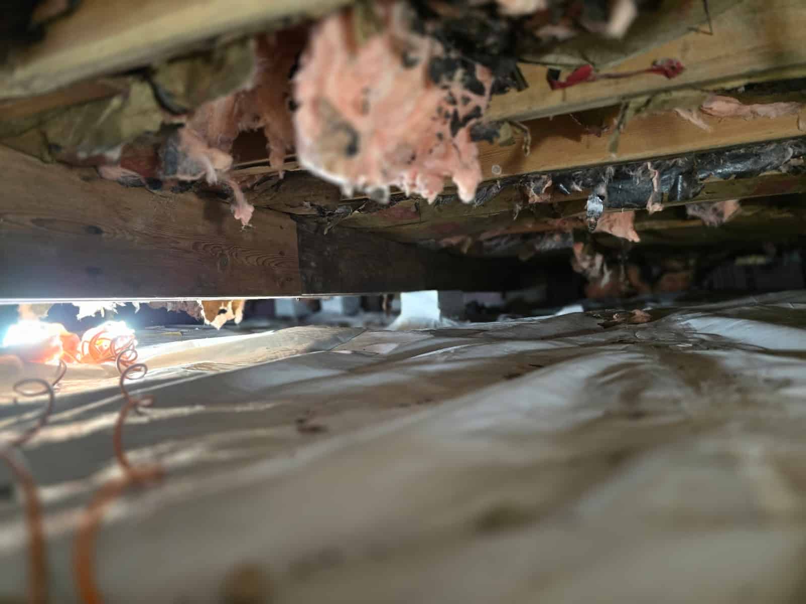 What Does Mold Look Like? | Real Photos