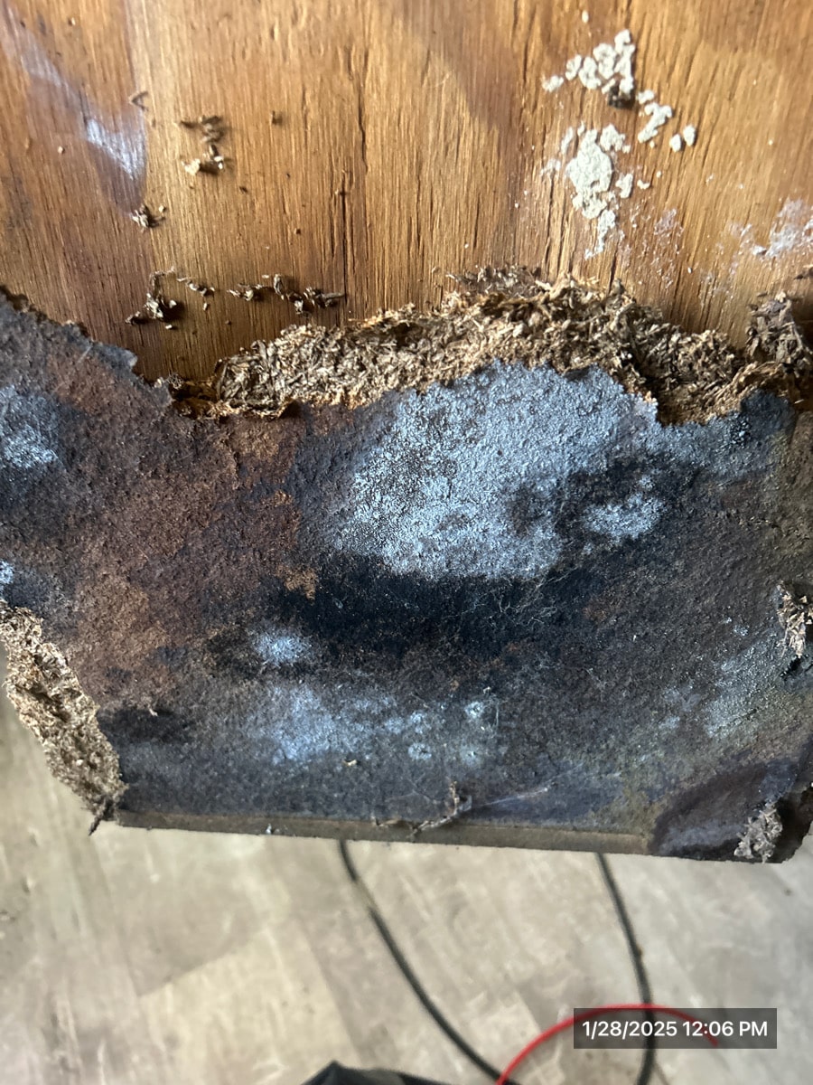 White mold colonizing wood framing lumber after a water damage event in a Columbus, Ohio basement