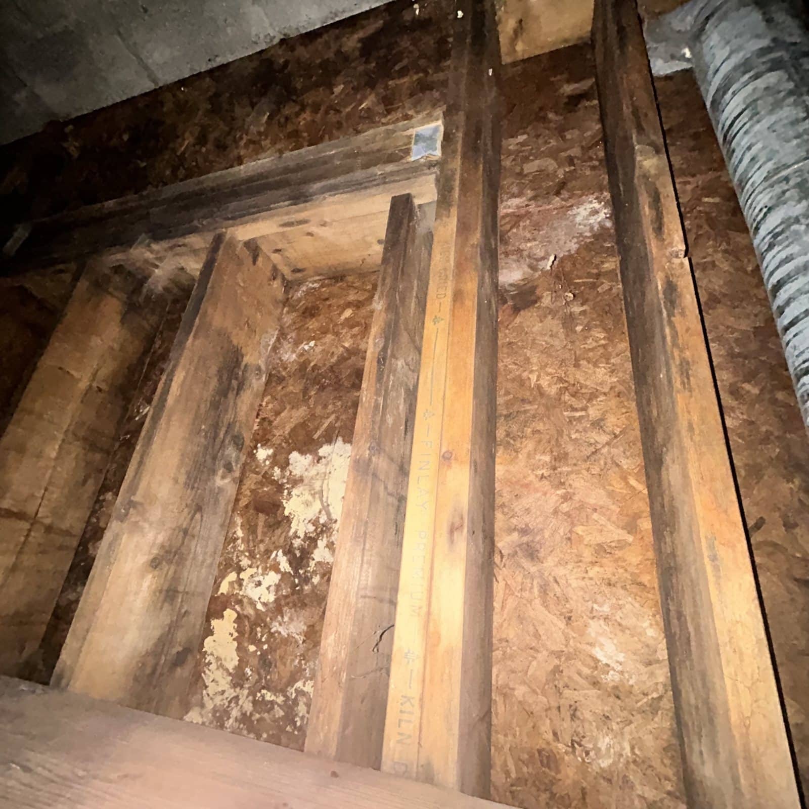 Attic mold growth on framing and insulation during remediation work—note dark staining and white fungal colonies on wood joists