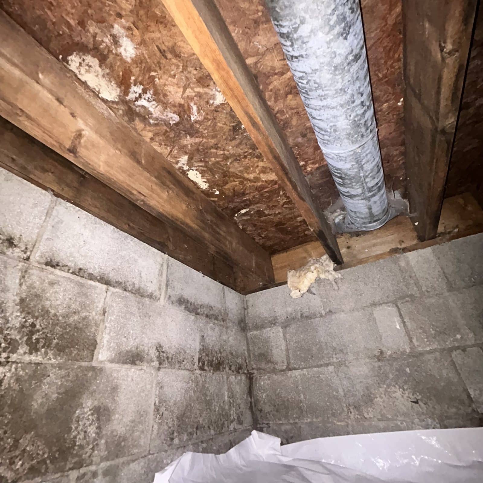 Basement corner during mold remediation—note dark staining on wood framing and mold growth on concrete blocks