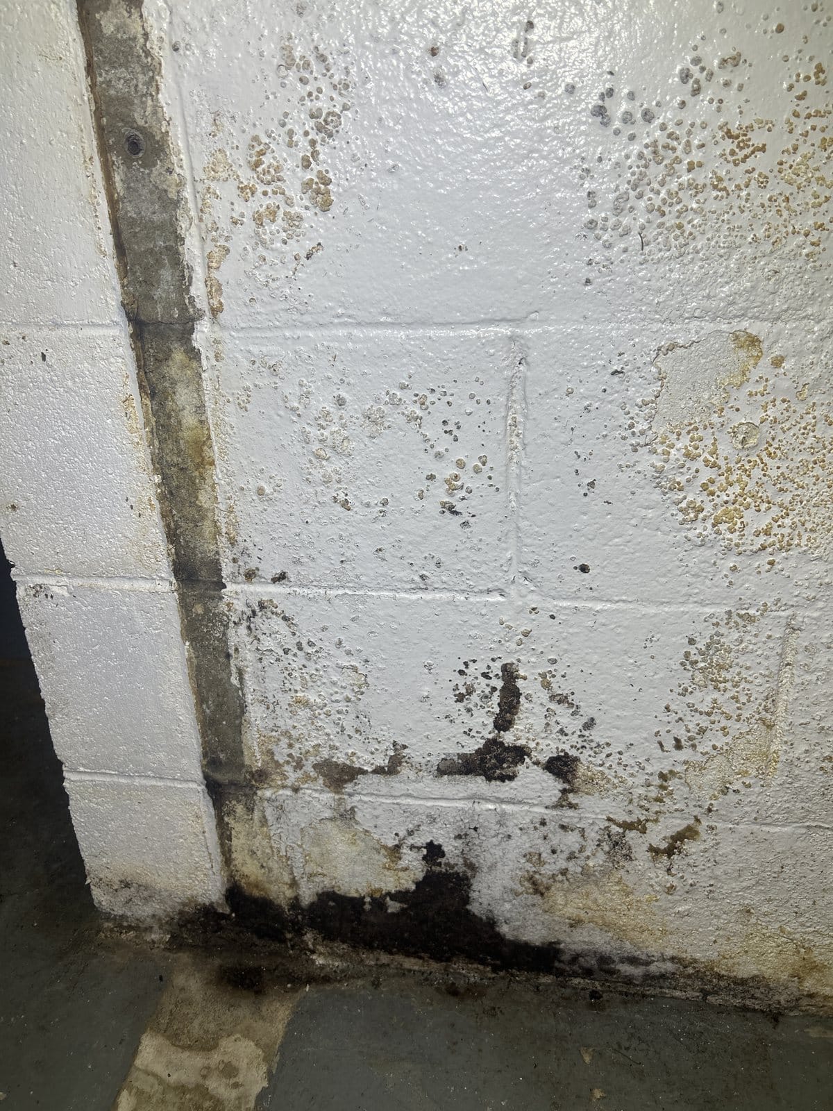 Mold colonization visible on drywall and baseboard—scattered spotting and concentrated growth at trim line indicates moisture intrusion pattern