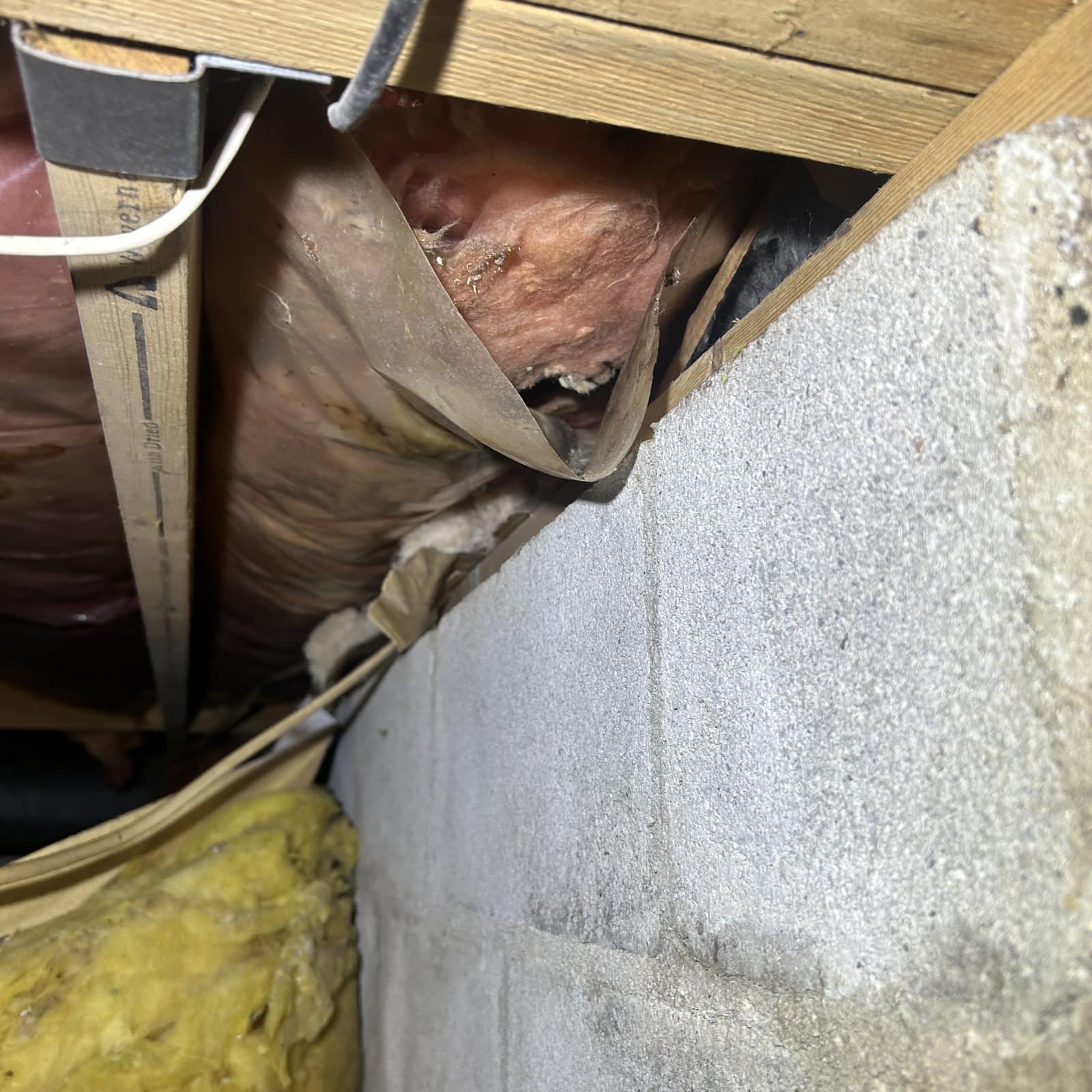 Animal found during mold remediation inspection in crawlspace — potential contamination source identified